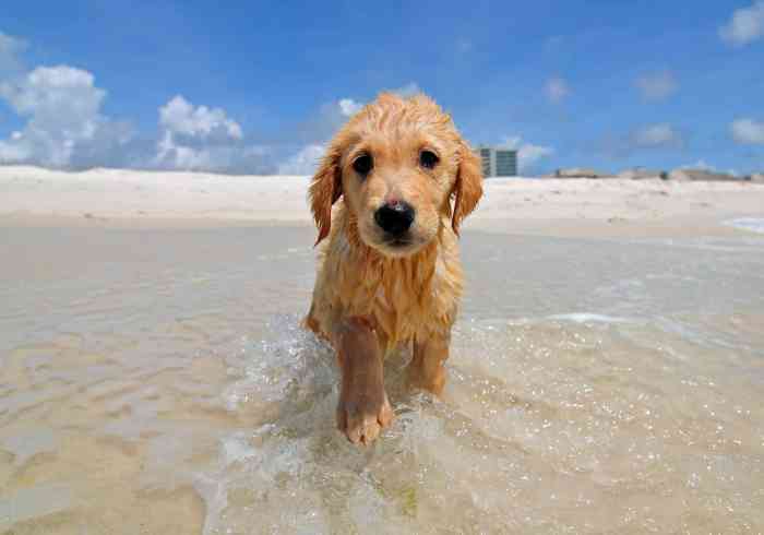 Beach dog florida beaches friendly gulf