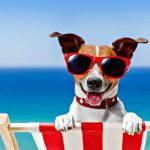 Dog summer beach dogs friendly happy beaches fun sunglasses pet vacation animals wallpaper background puppy animal sitting chair wallpapers holiday