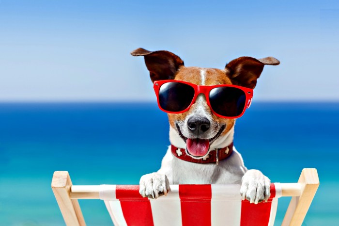 Dog summer beach dogs friendly happy beaches fun sunglasses pet vacation animals wallpaper background puppy animal sitting chair wallpapers holiday
